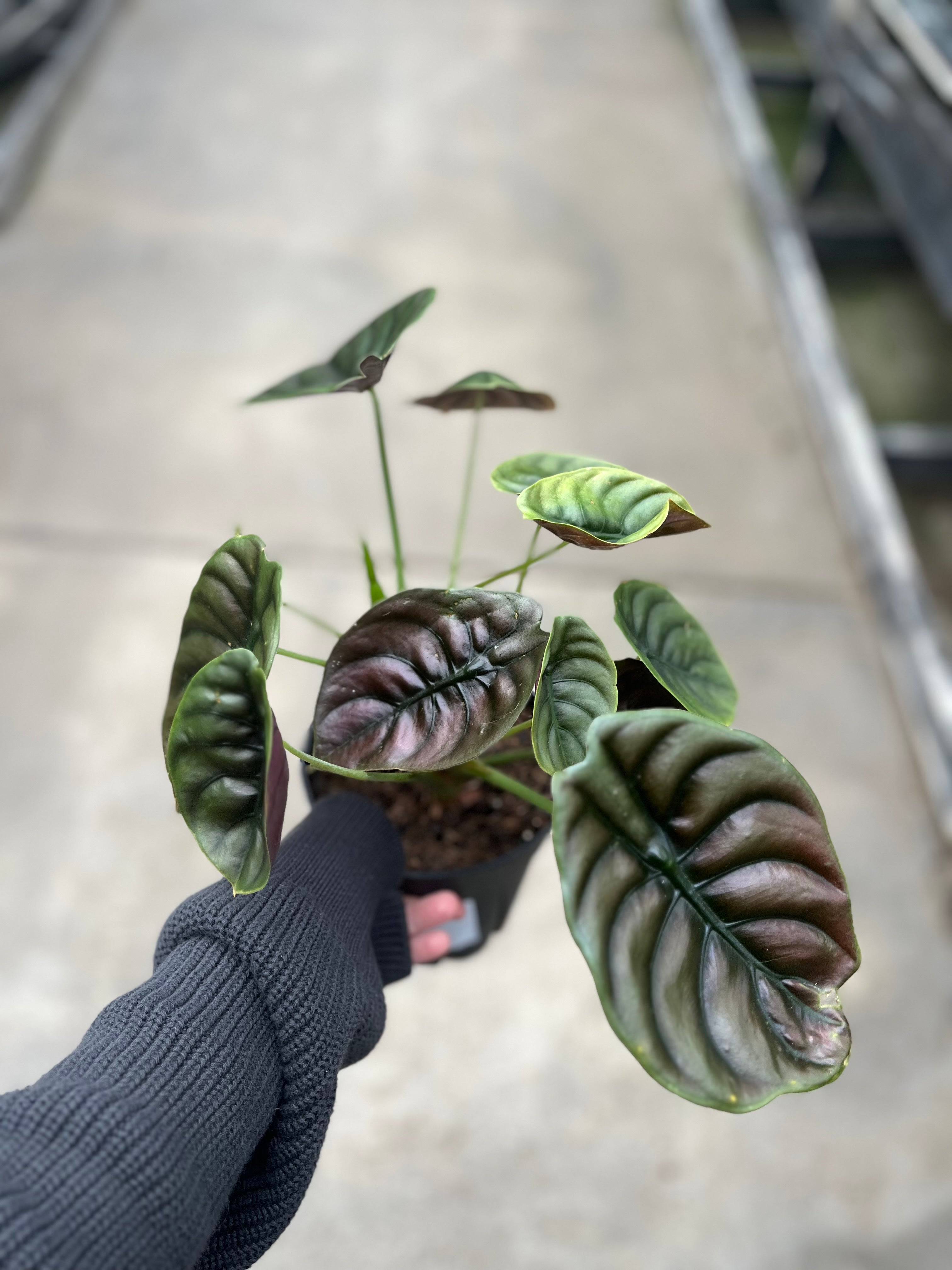 Alocasia, Red Secret