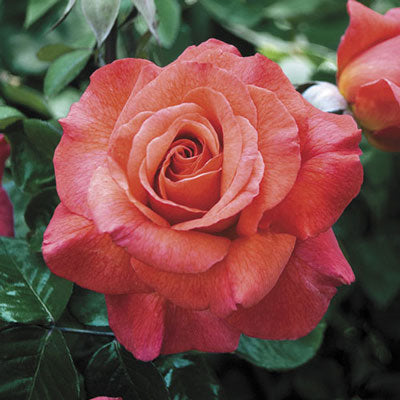 Rose, Sedona