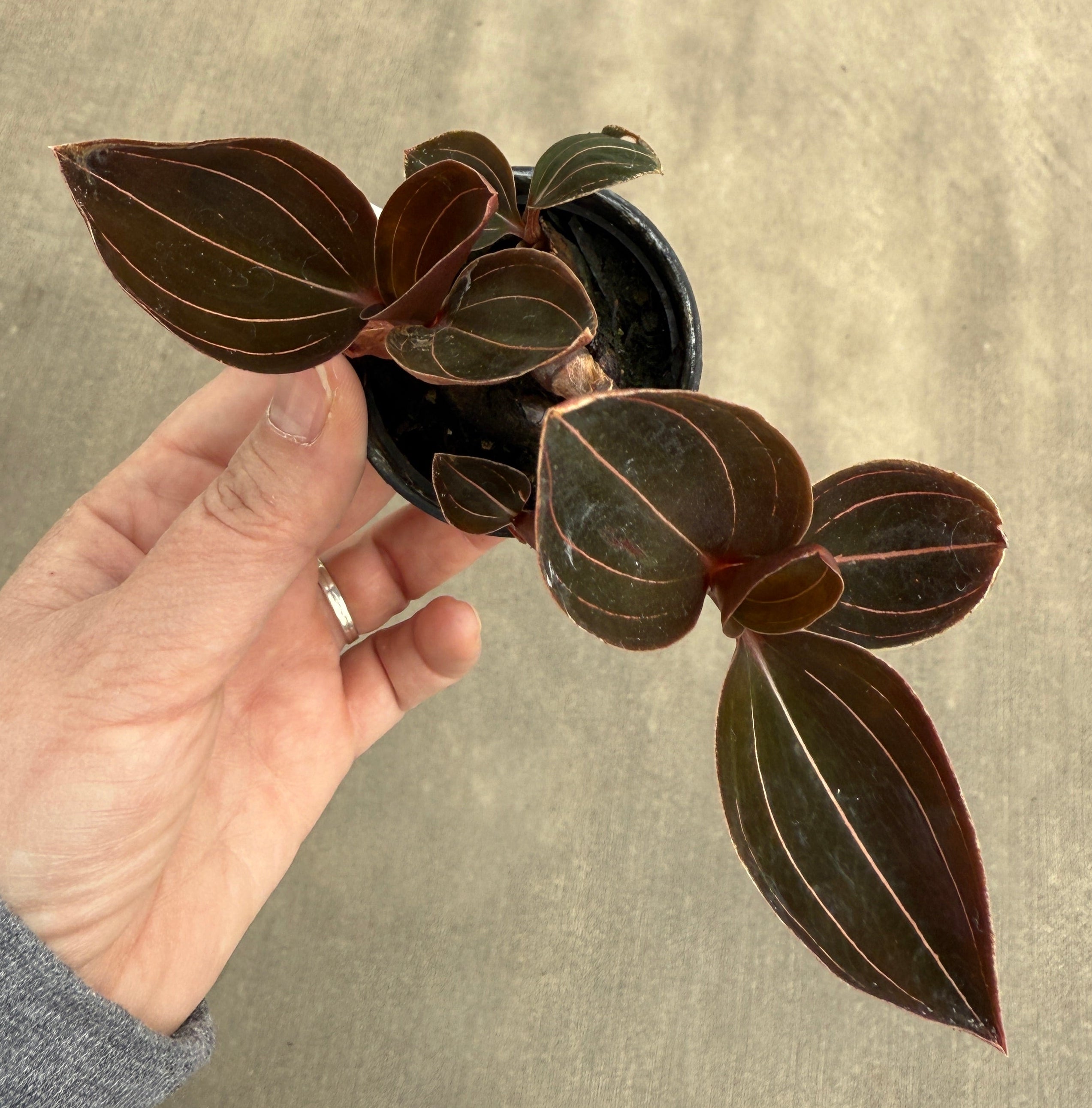 Jewel Orchid, Sea Turtle