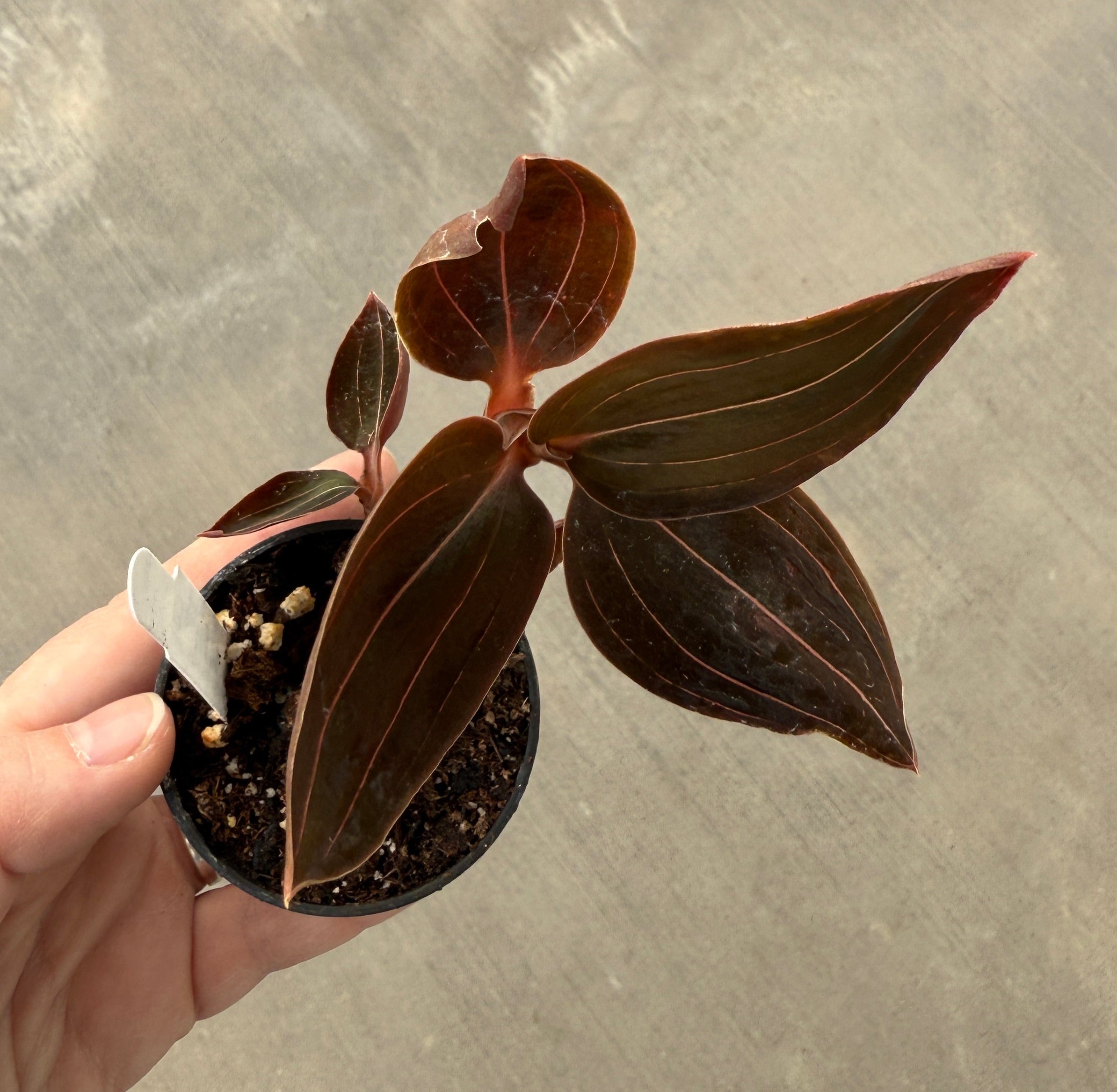 Jewel Orchid, Sea Turtle