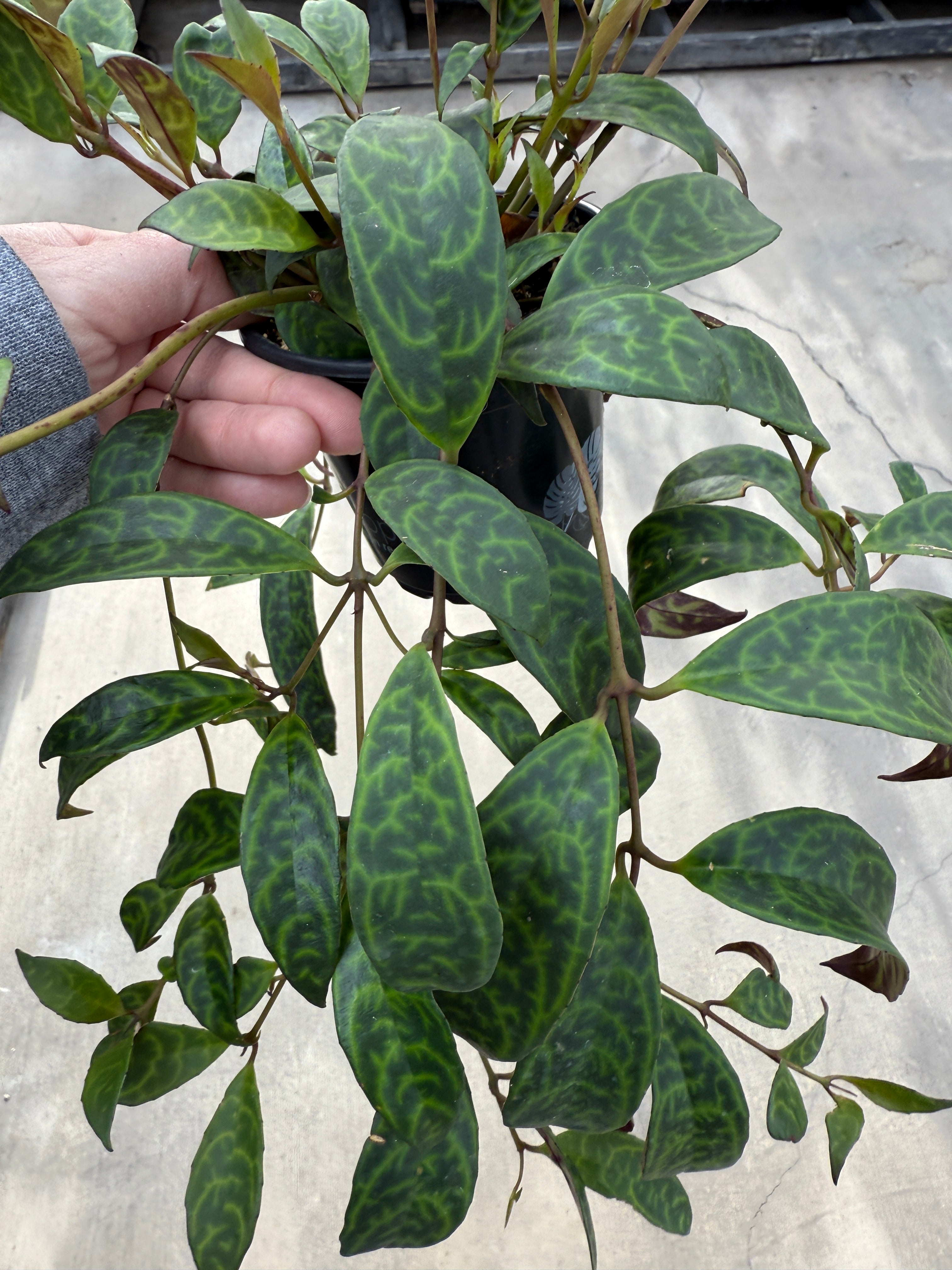 Lipstick Plant, Black Pagoda