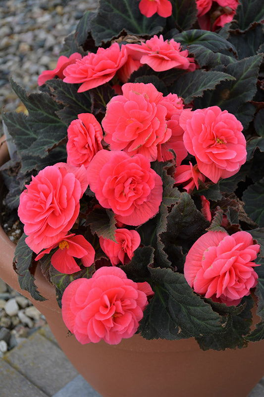 Begonia