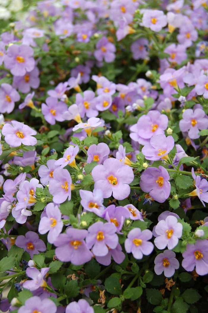 Bacopa