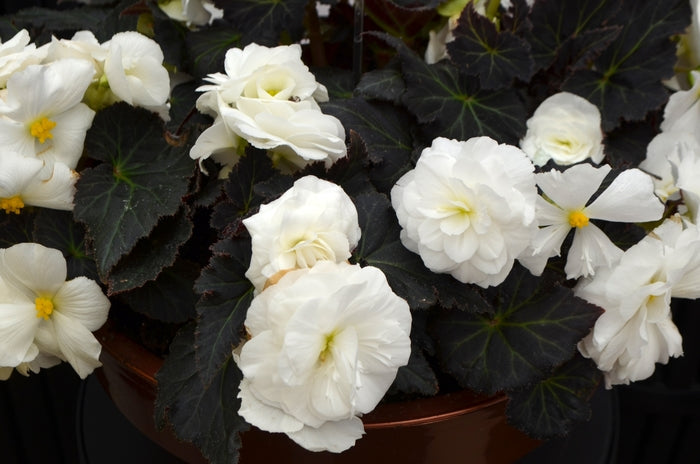 Begonia