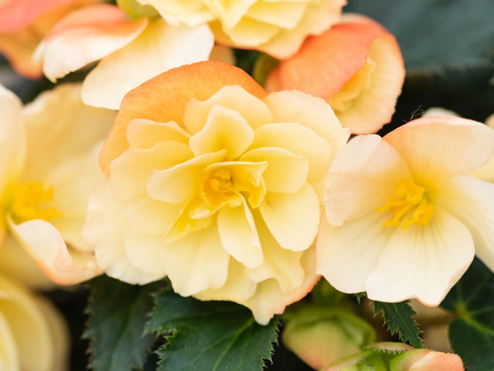Begonia
