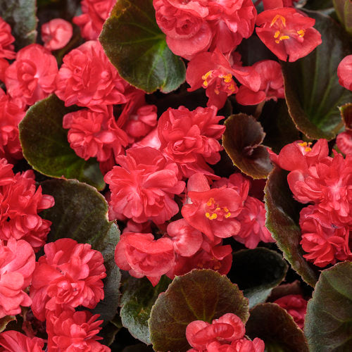 Begonia