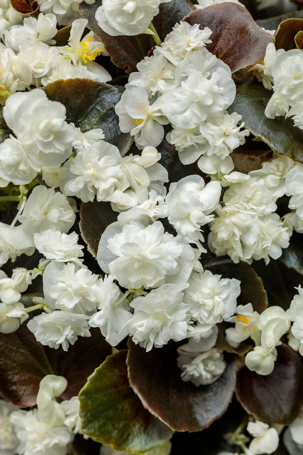 Begonia