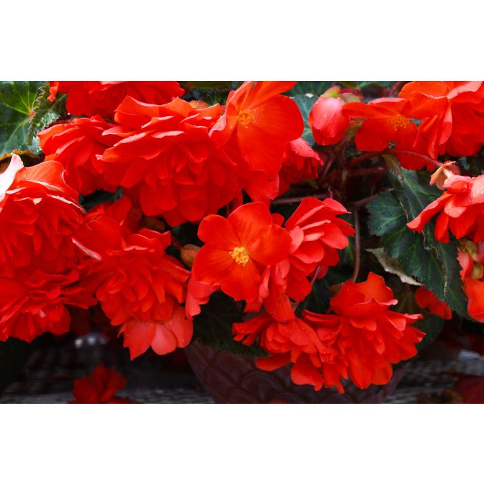 Begonia