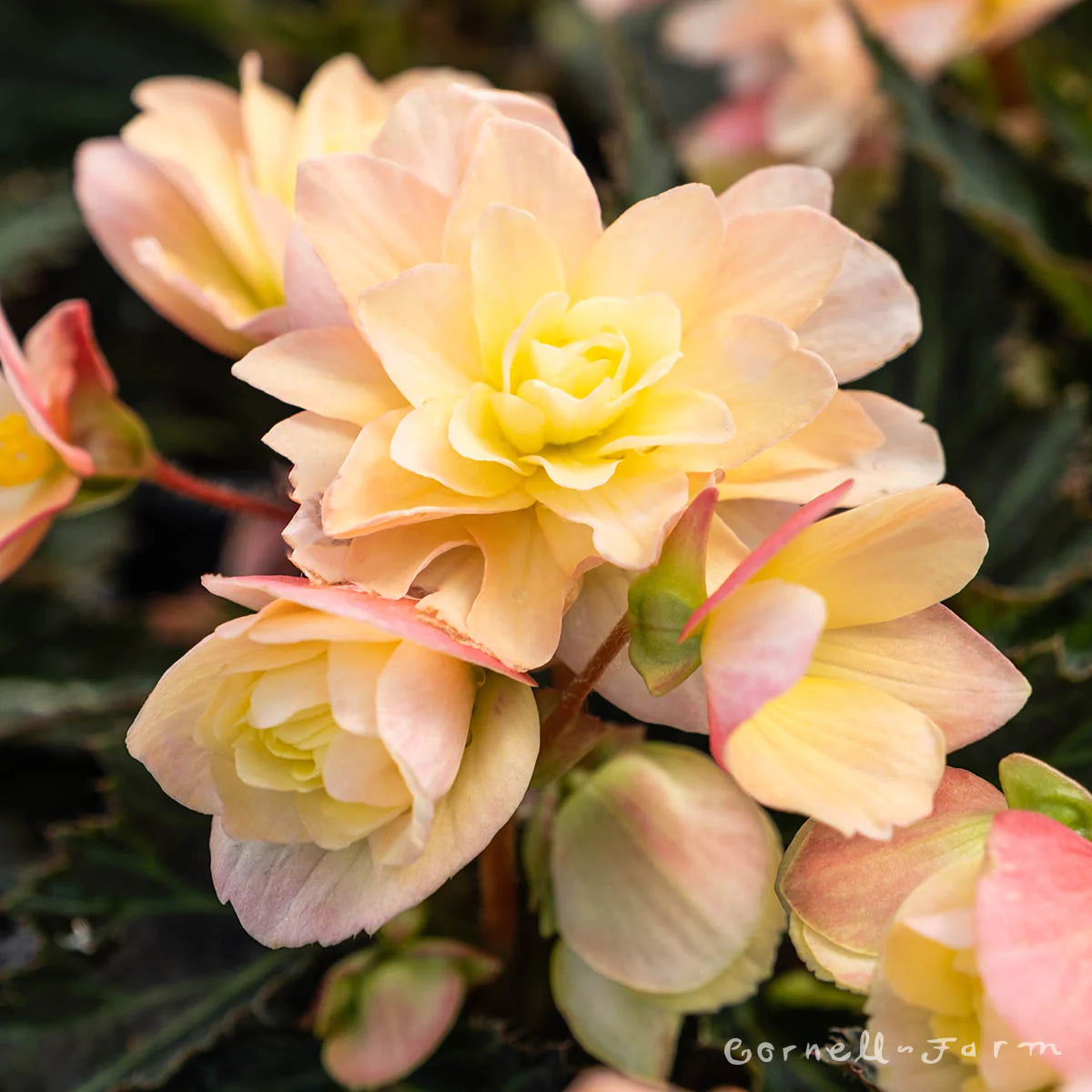 Begonia
