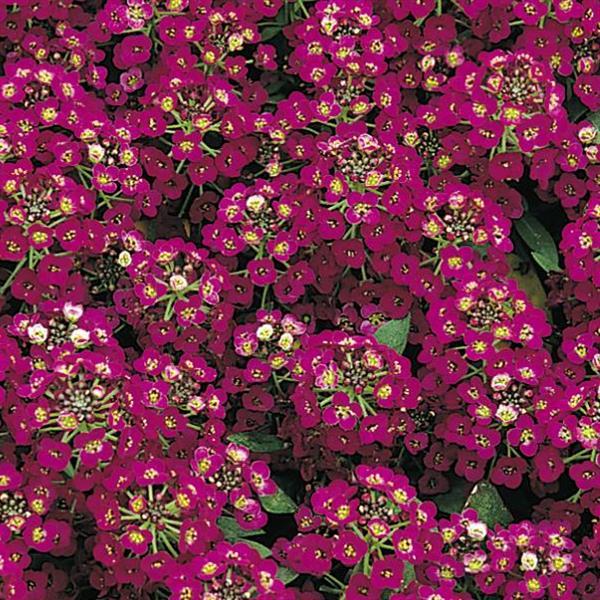 Alyssum