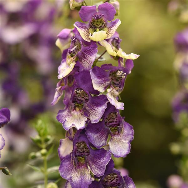 Angelonia Alonia