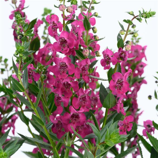Angelonia Alonia