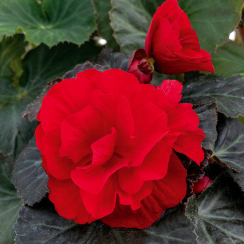 Begonia