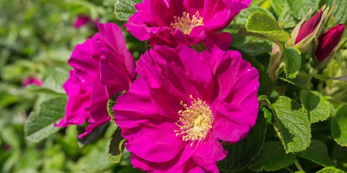 Rosa rugosaさま専用！ Rose, Rosa Rugosa — Ritters Garden and Gift