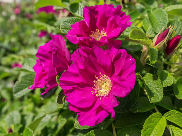 Rose, Rosa Rugosa — Ritters Garden and Gift