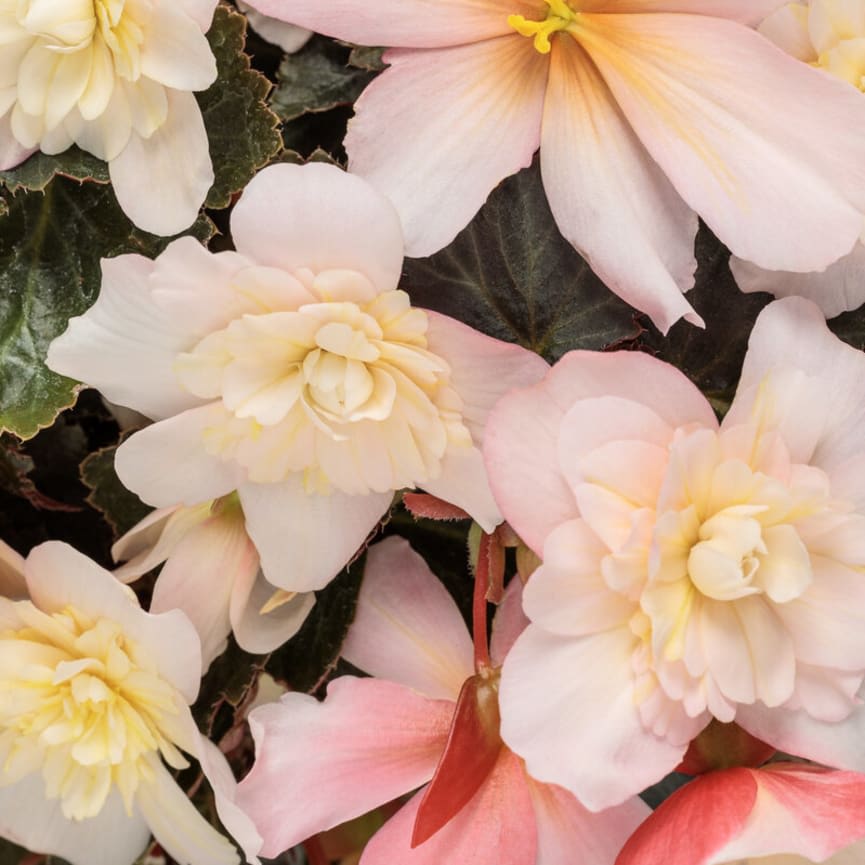 Begonia
