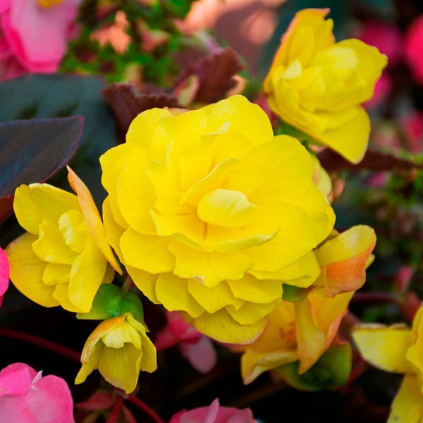 Begonia