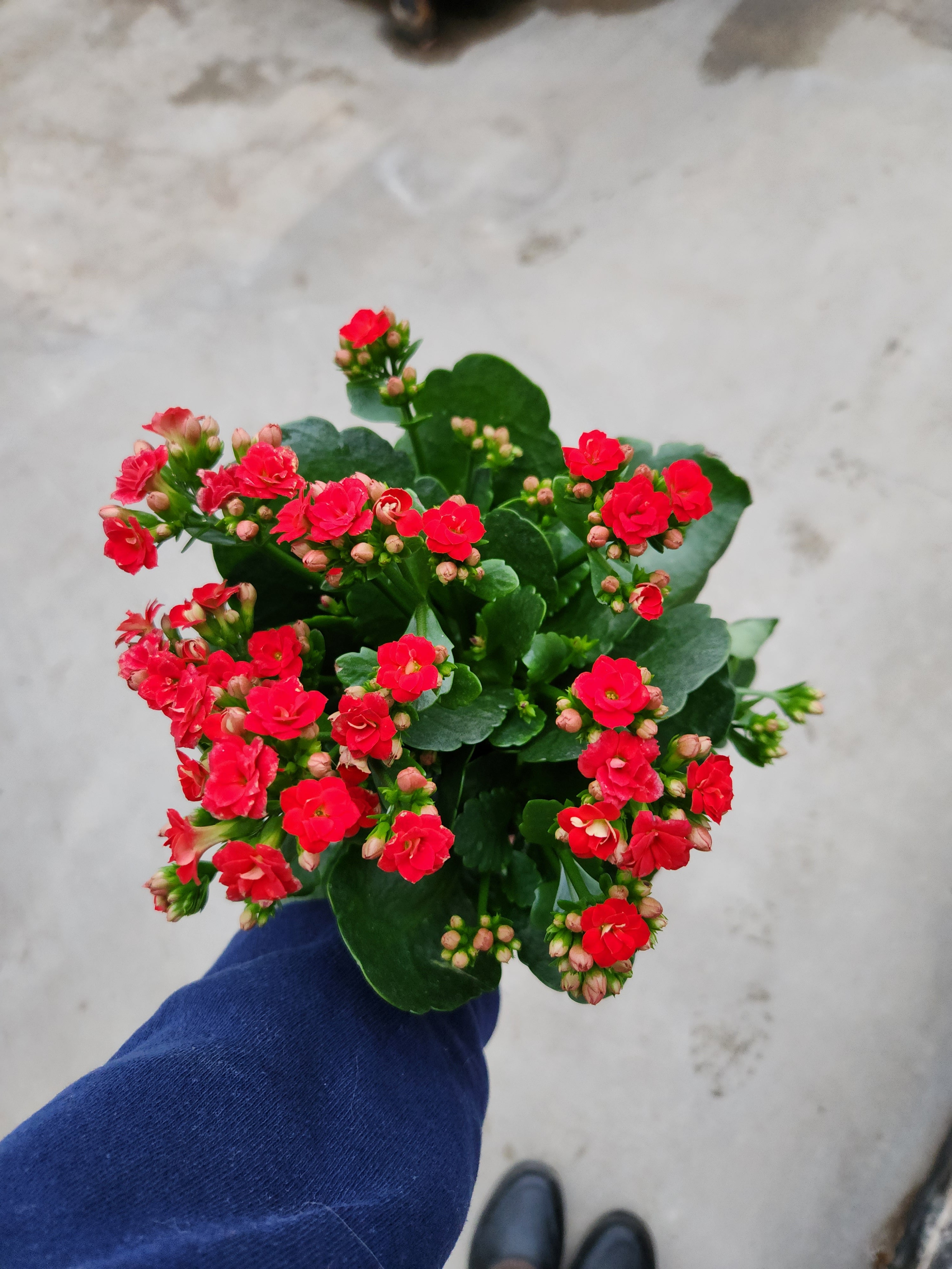 Kalanchoe