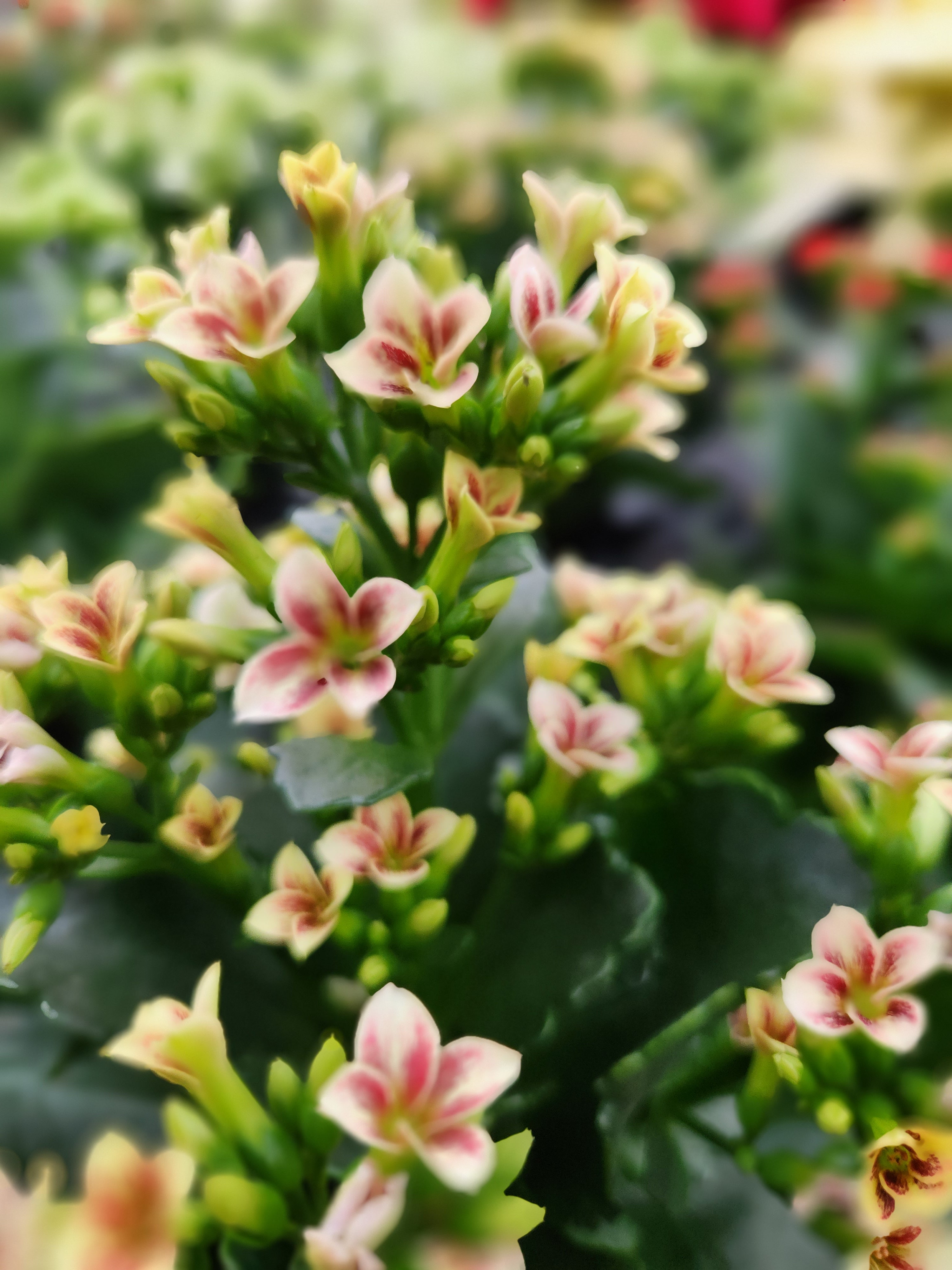Kalanchoe