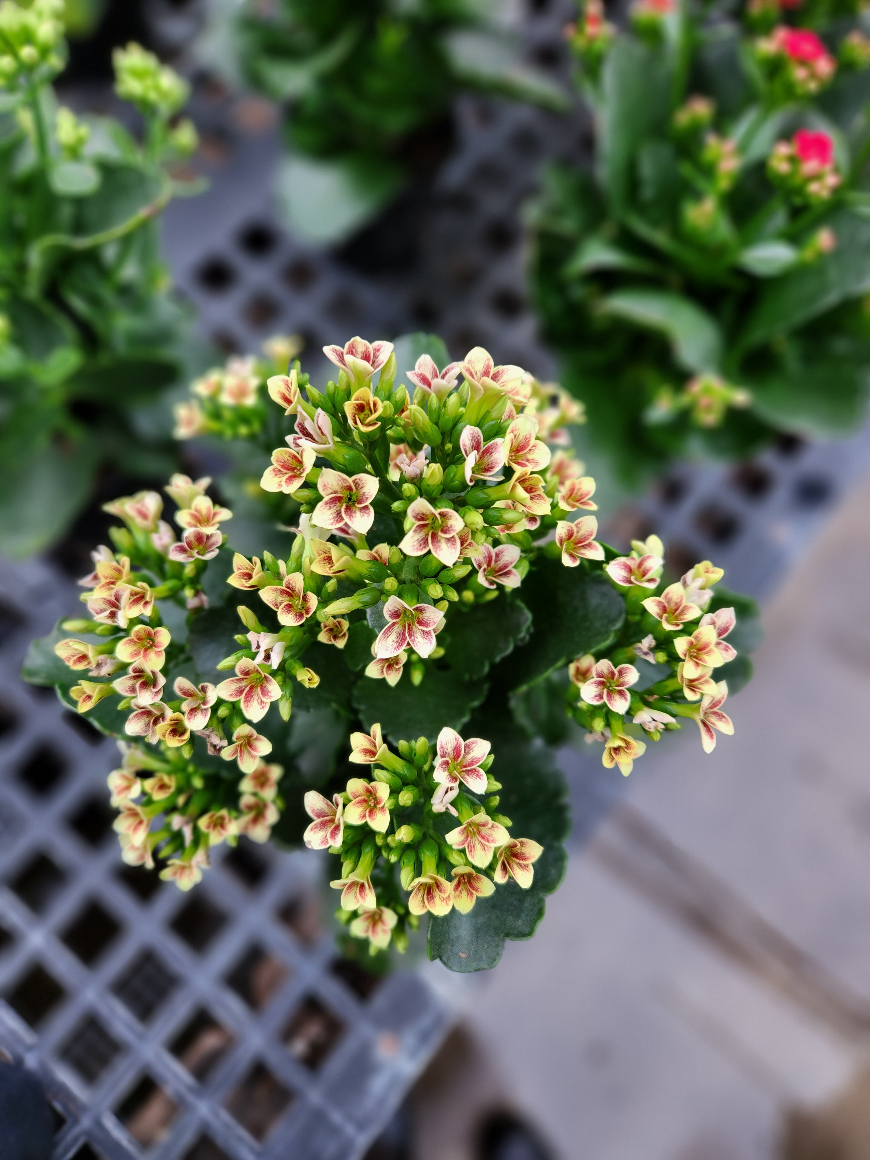 Kalanchoe