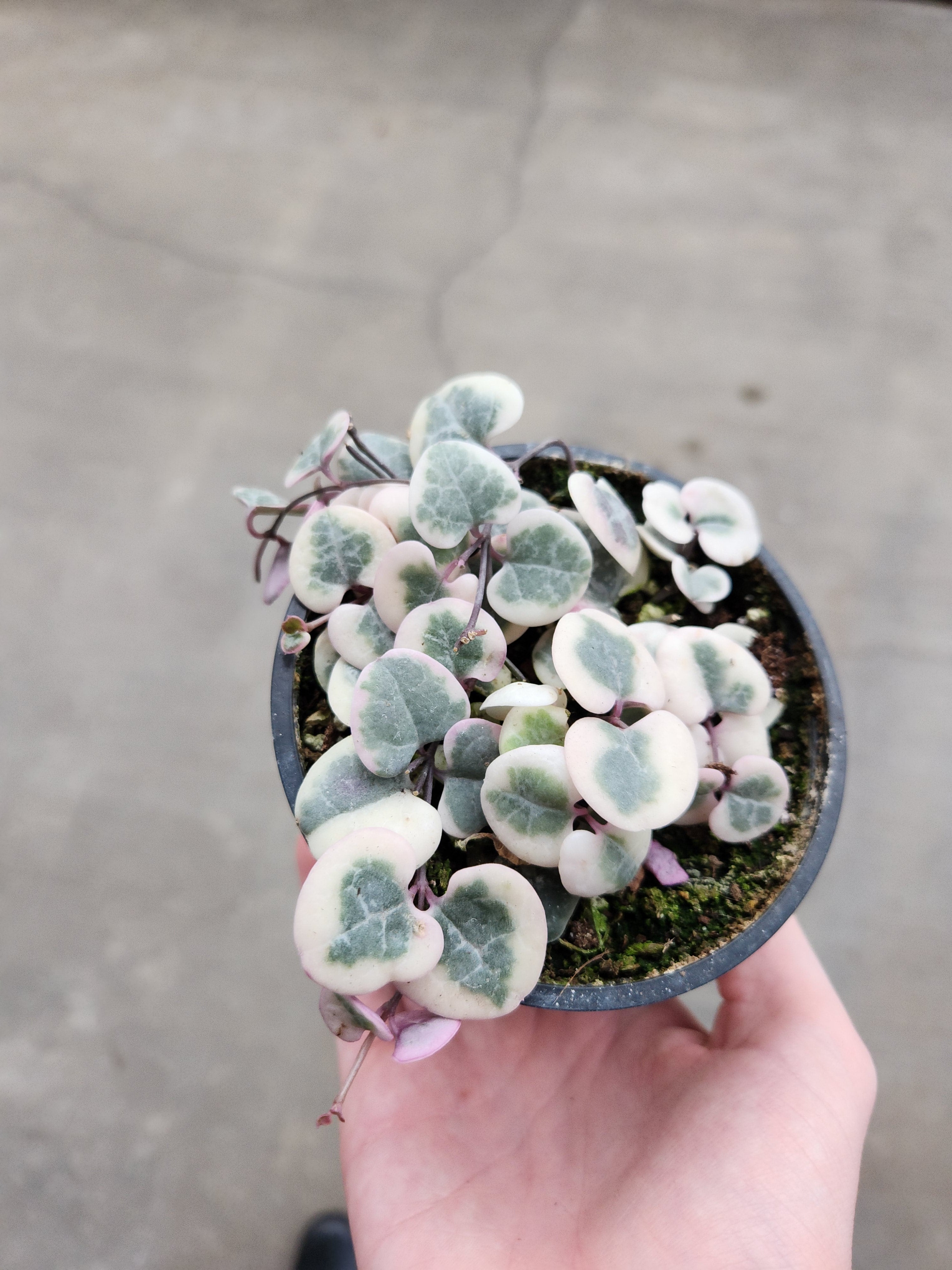String of Hearts, Variegated