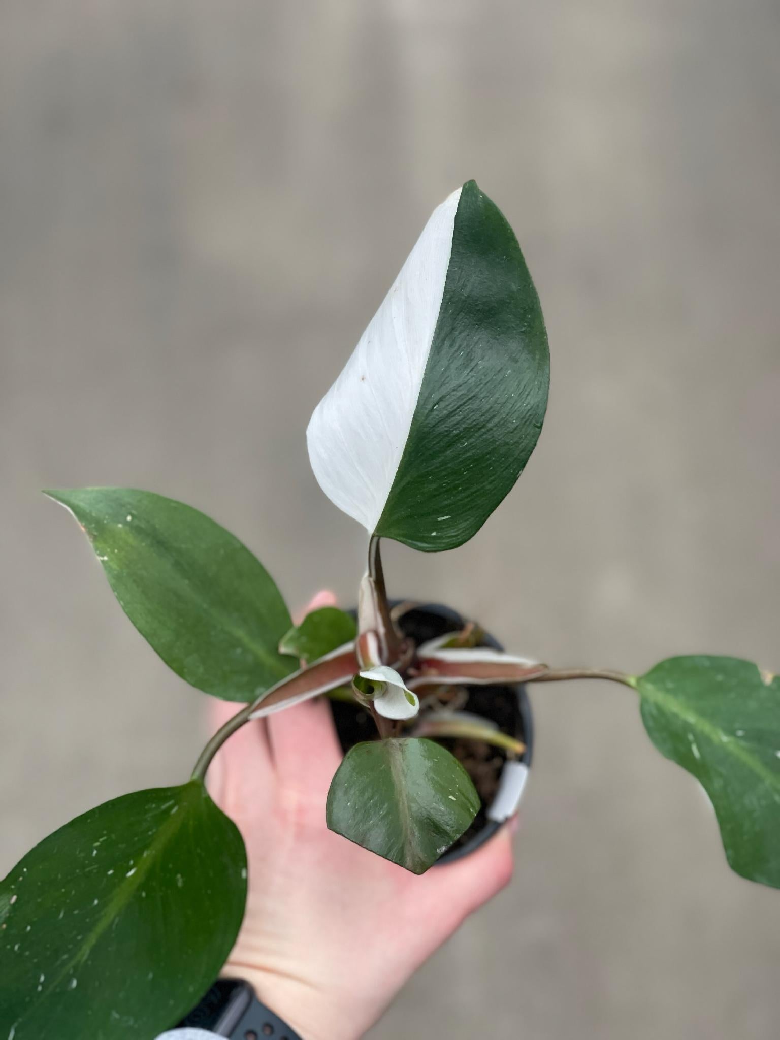 Philodendron, White Knight