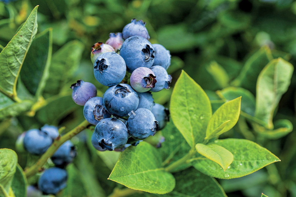 Blueberry, Northcountry