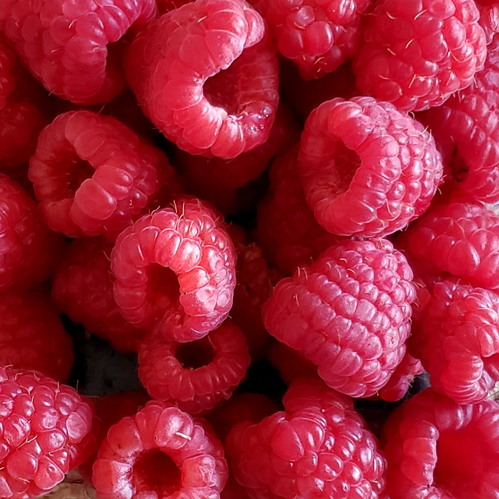 Raspberry, Boyne — Ritters Garden and Gift