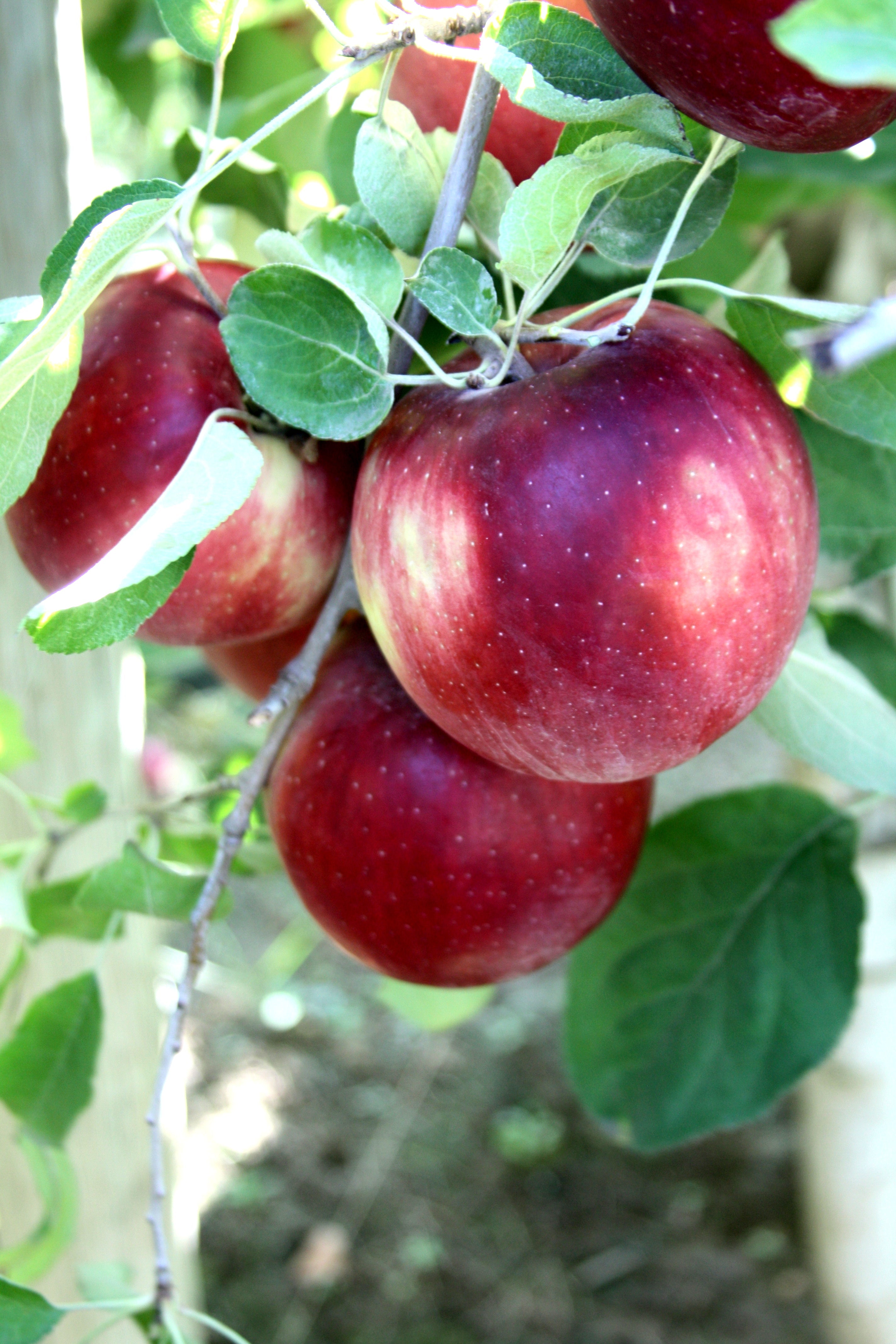 Dwarf Cosmic Crisp Apple