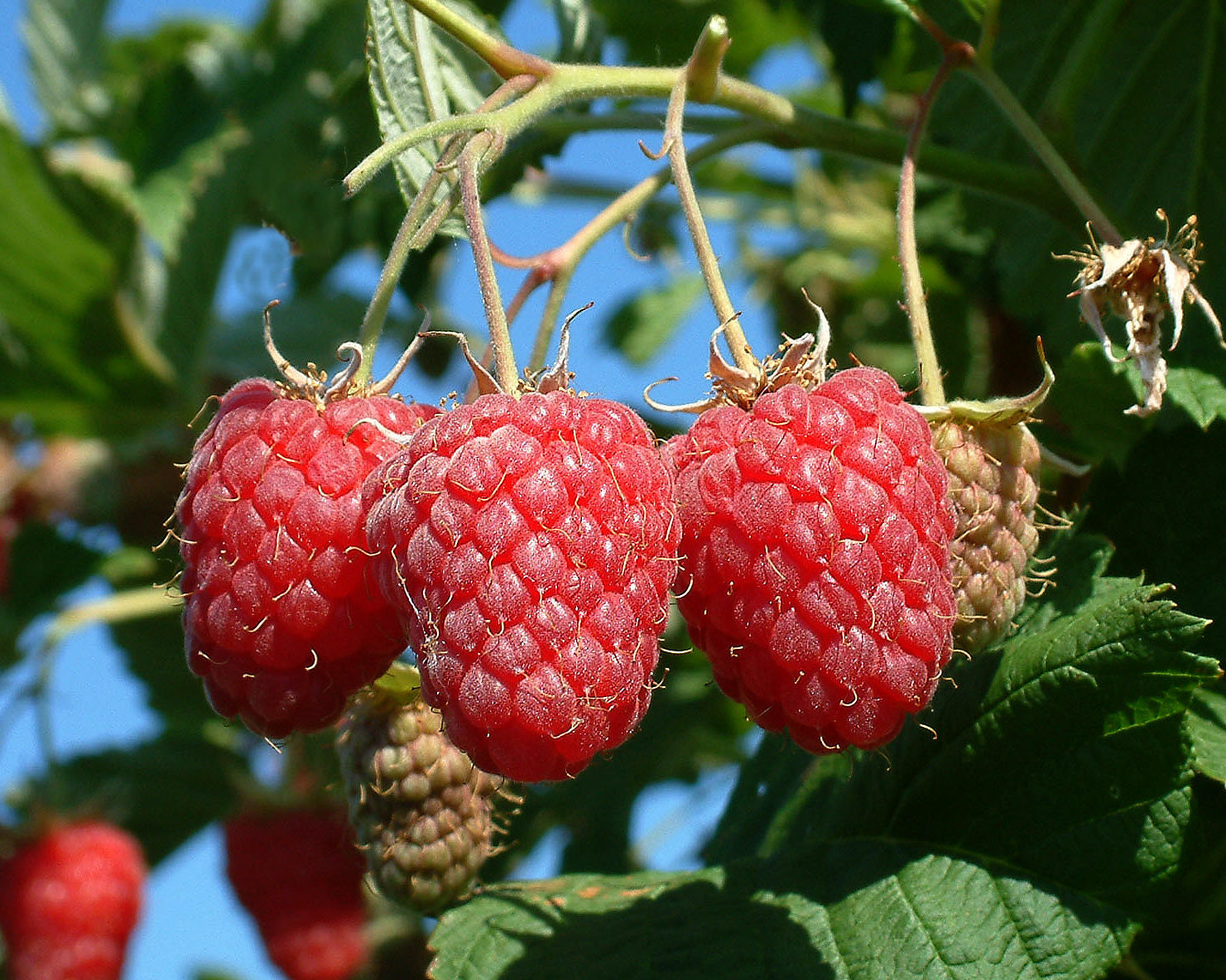 Raspberry, Amity (Everbearing)