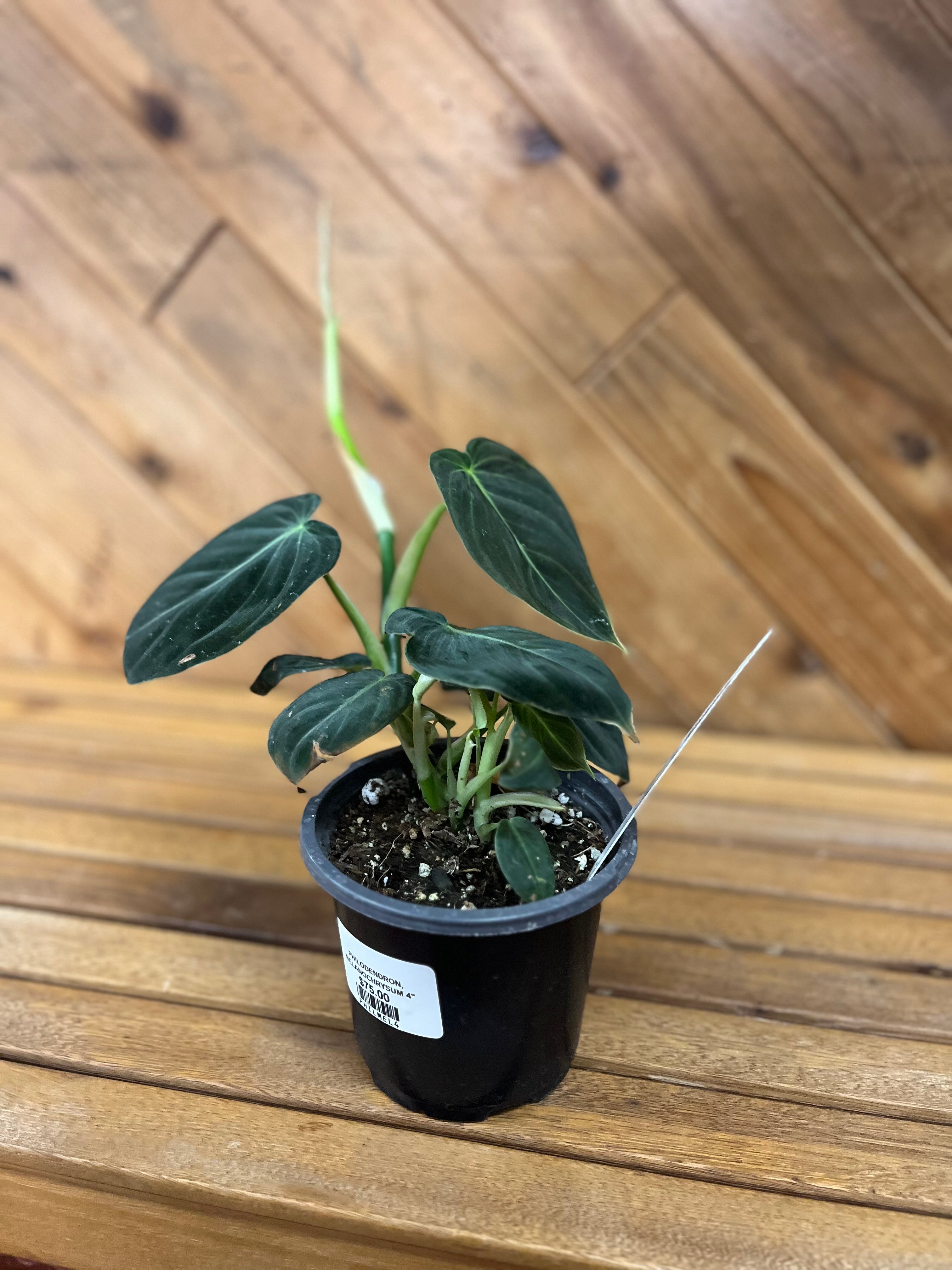 Philodendron, Melanochrysum