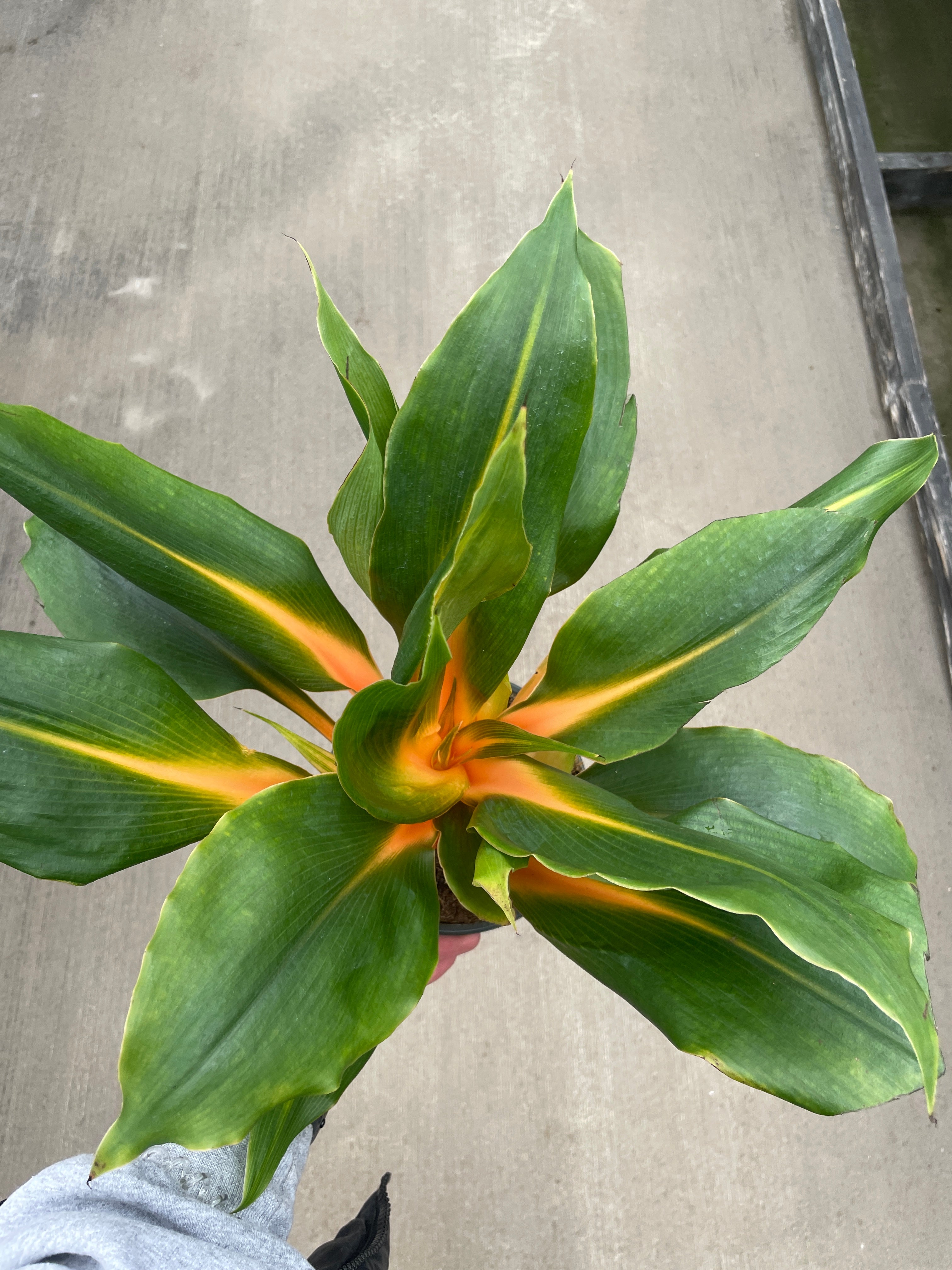 Spider Plant, Mandarin