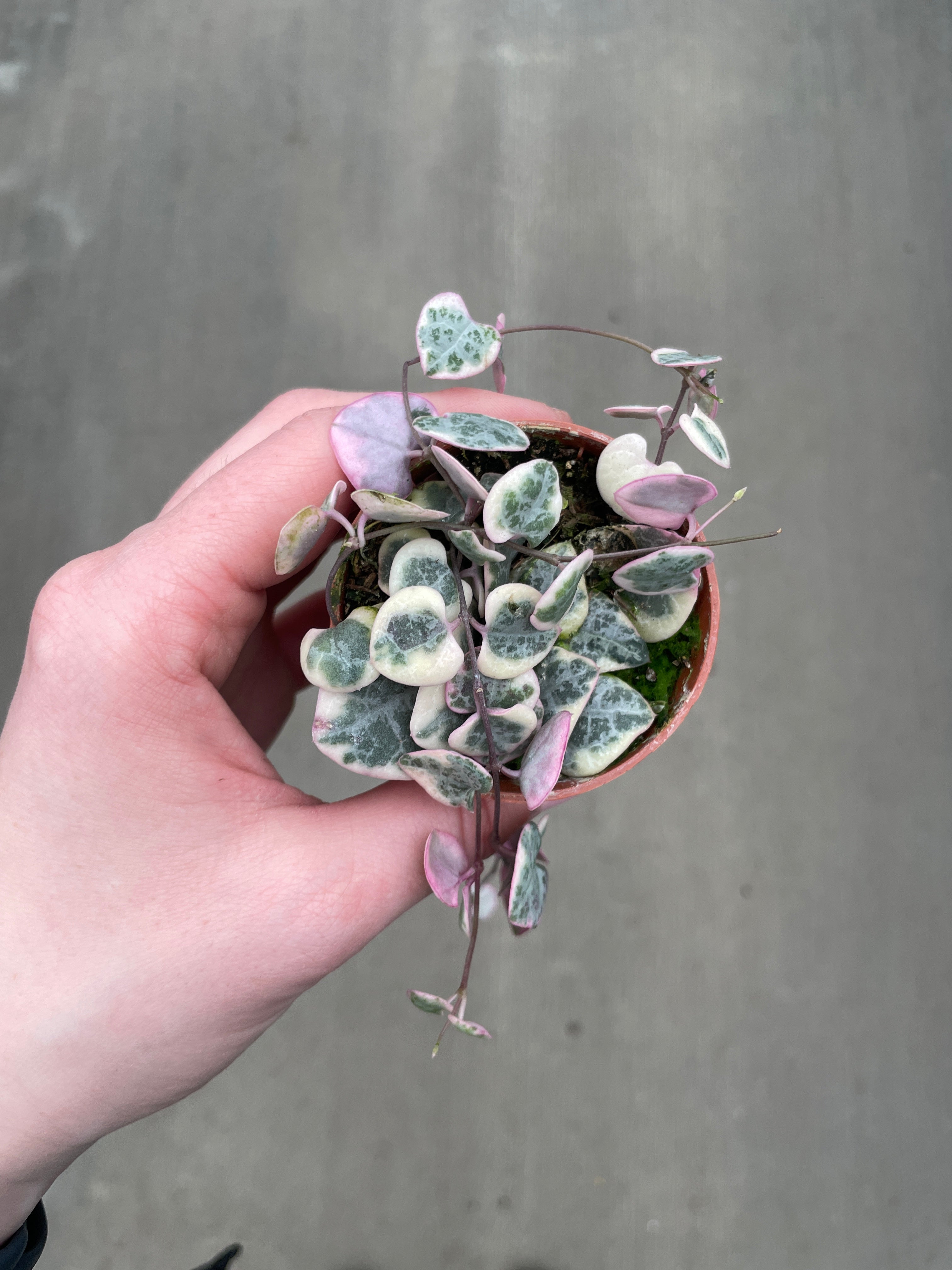 String of Hearts, Variegated
