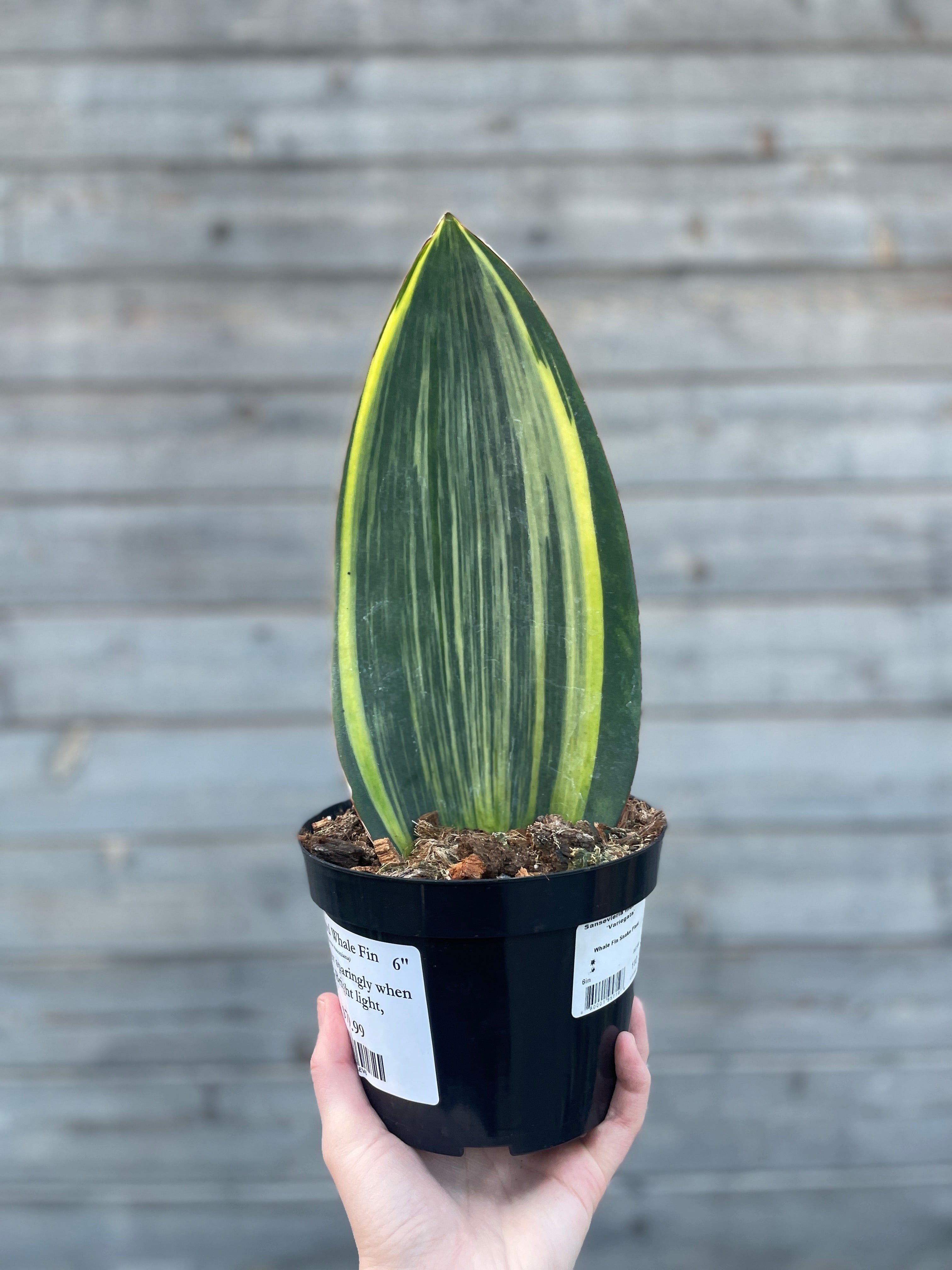 Sansevieria, Variegated Whale Fin