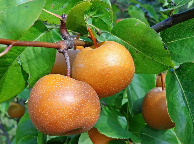Pear, Asian Tawara