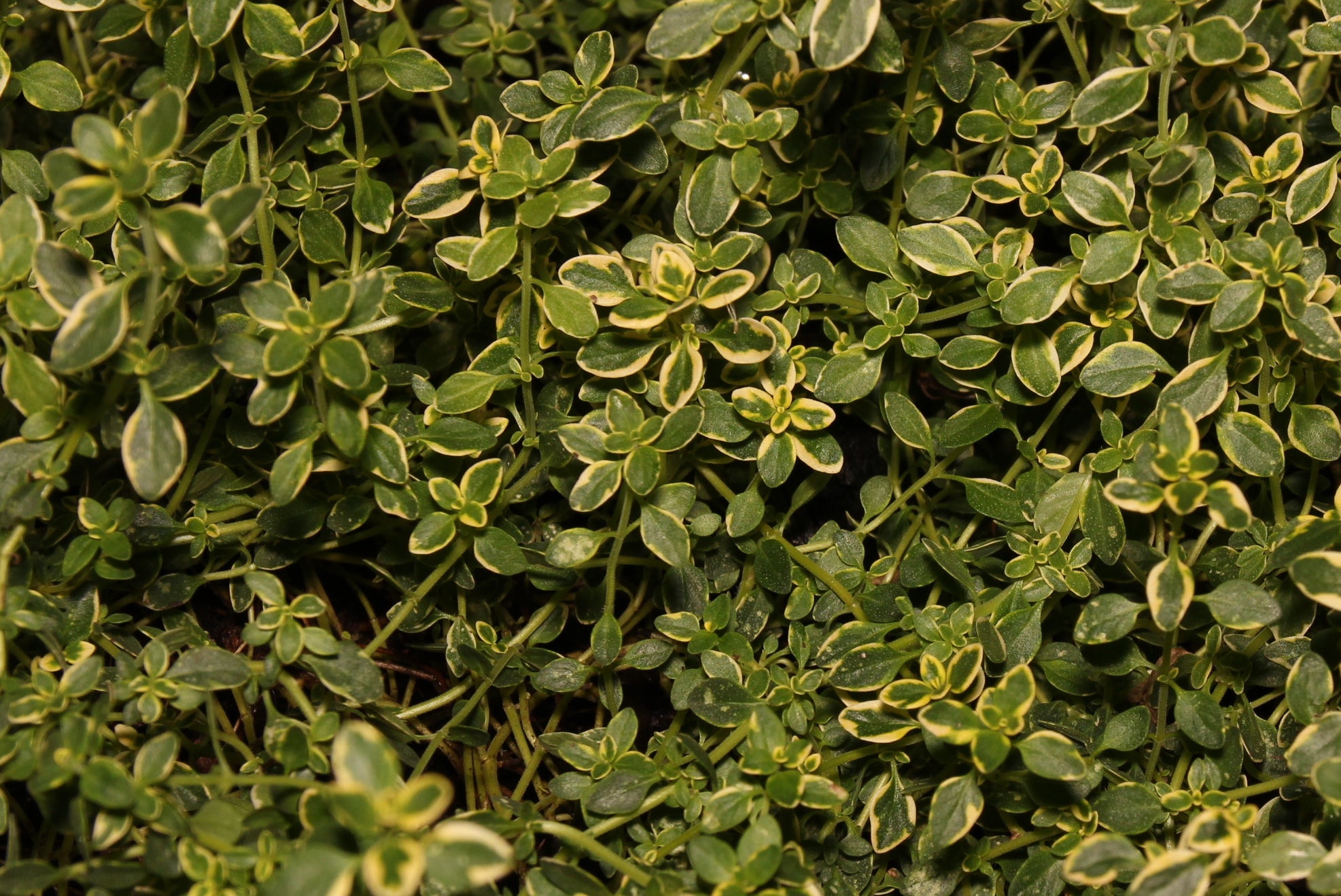 Thyme