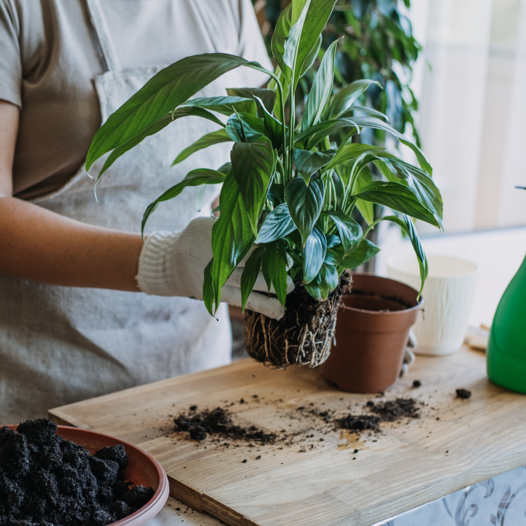 indoor plant repotting Houseplant Repotting — Ritters Garden and Gift