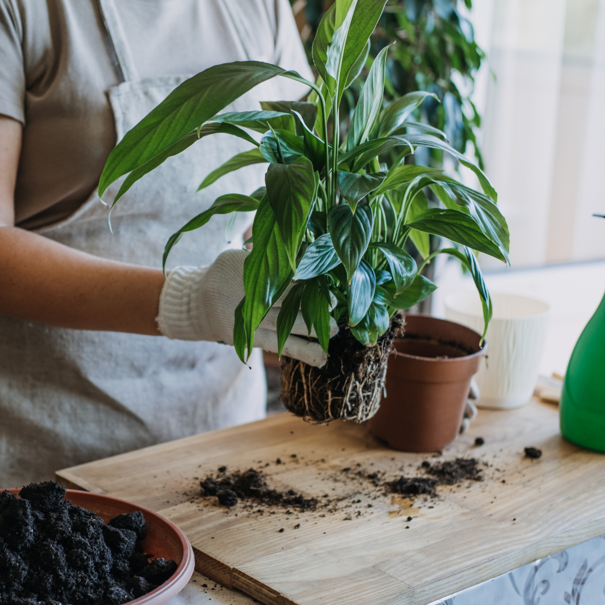 repotting plants indoors Houseplant Repotting — Ritters Garden and Gift