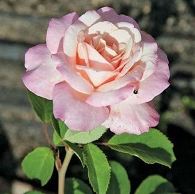 Rose, Belinda's Blush