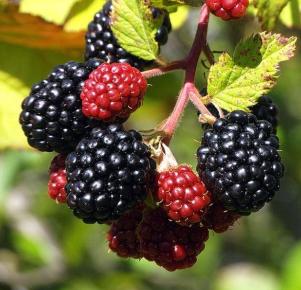 Blackberry, Boysen