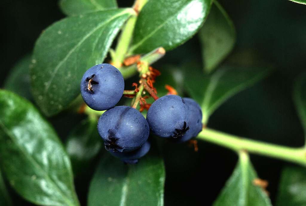 Blueberry, Northblue