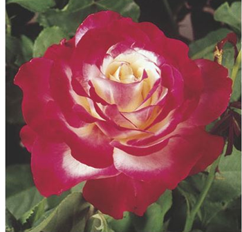 Rose, Double Delight