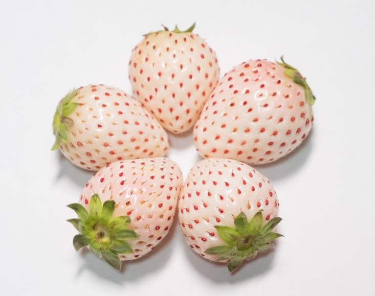 Strawberry, White Carolina