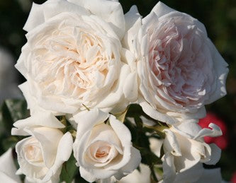 Rose, Arborose Honeymoon