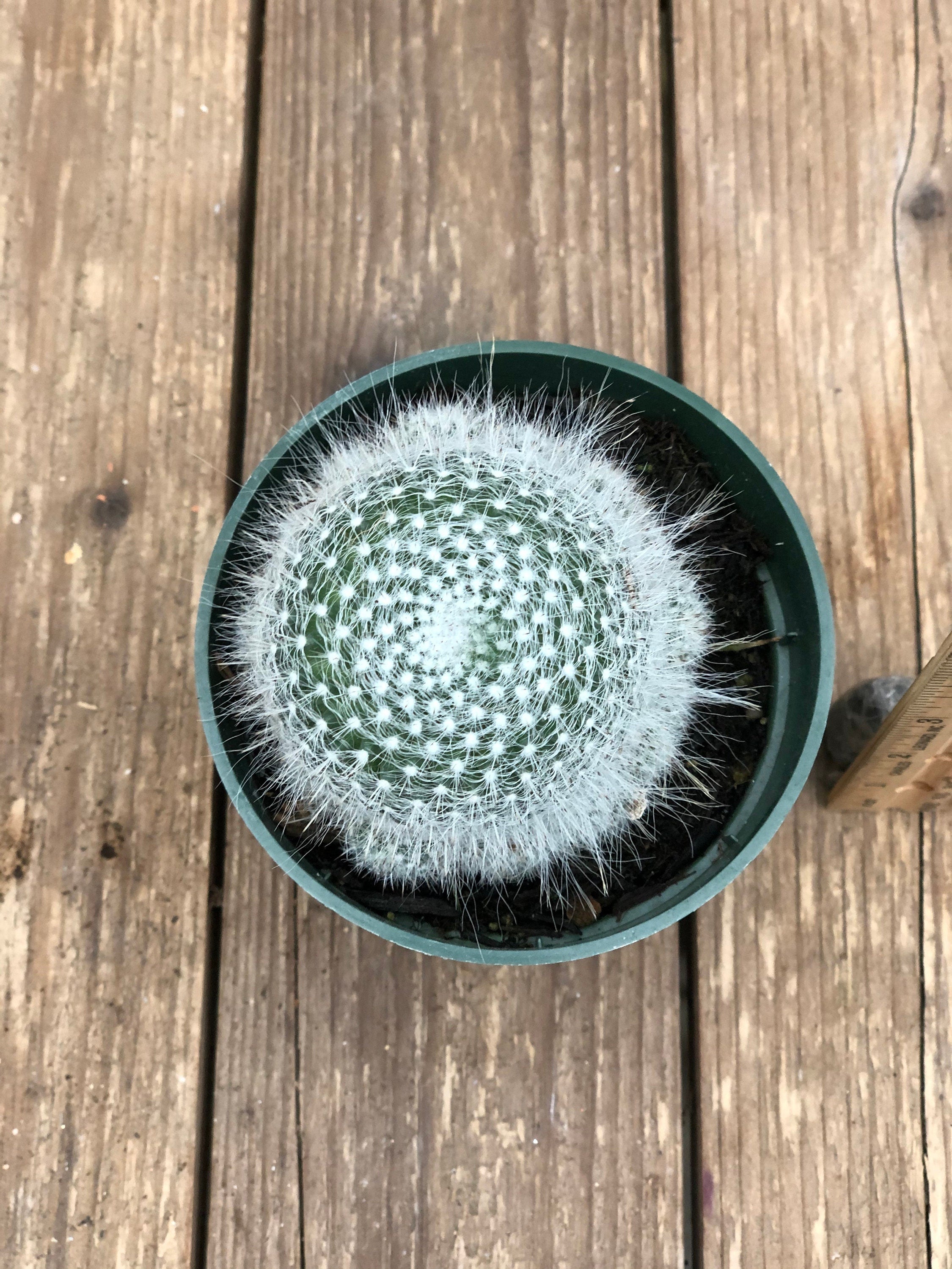 Cactus, Assorted 4”