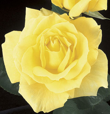 Rose, Mellow Yellow
