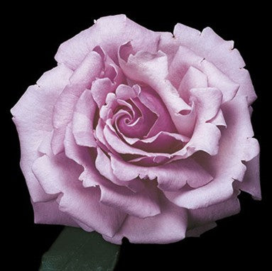 Rose, Memorial Day