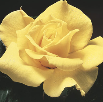 Rose, Midas Touch