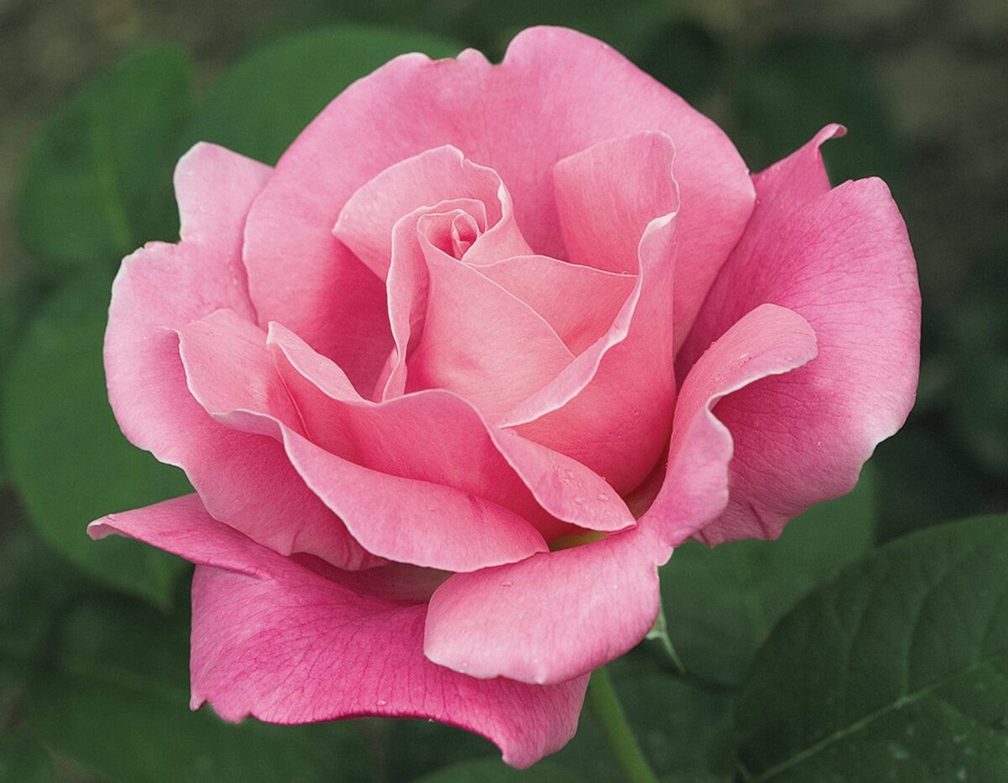 Rose, Perfume Delight