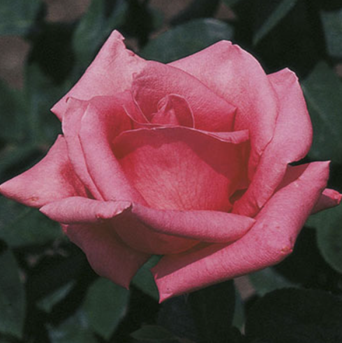 Rose, Pink Peace